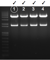 File:KAH 041610 gel2.tif