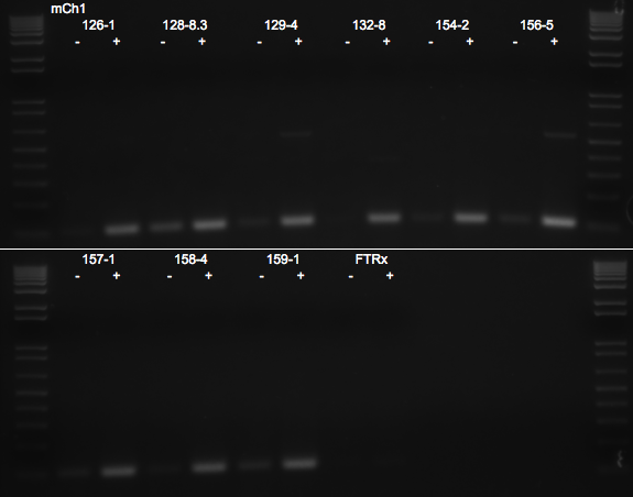 File:KAH 090810 gel2.tif