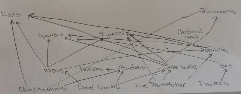 File:Lab5Foodweb2 jel.jpg