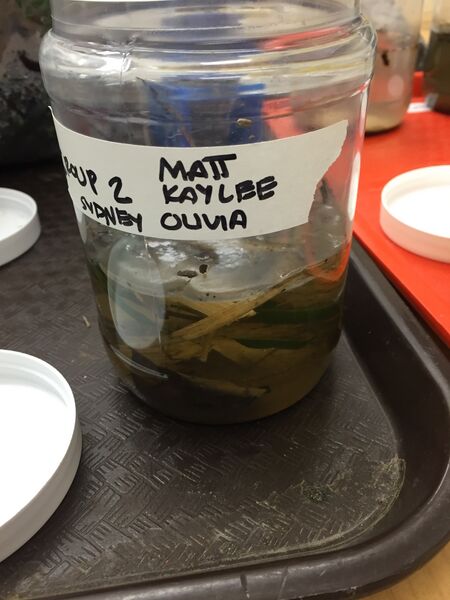 File:Hay Infusion 1.JPG