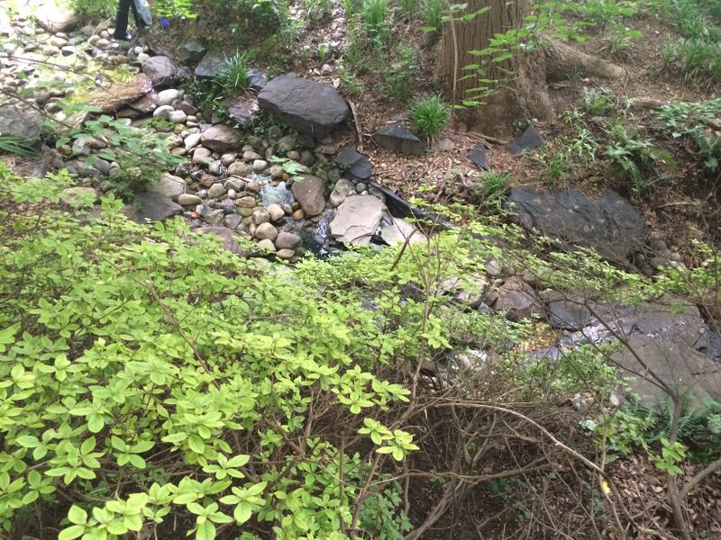 File:IMG 2257hart.JPG