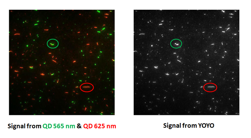 File:NBgamers QD YOYO.png