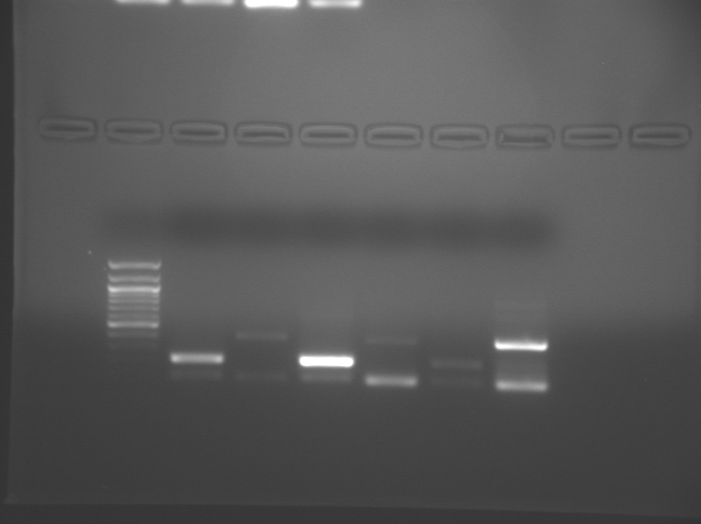 File:S09 M3D5 TR-Org-0.12.BMP