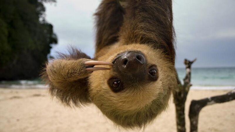 File:Sloth-beach-upside-down.jpg.jpg