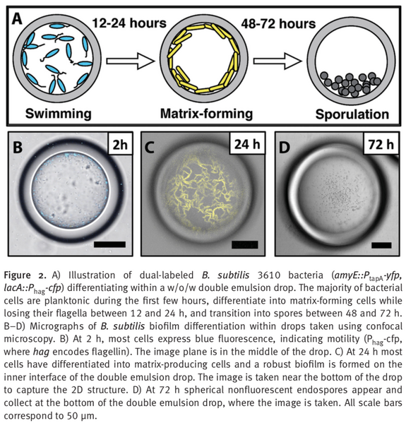 File:Wiki Page Figure 2.png