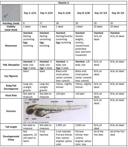 File:Zebrafish Vit A.jpg