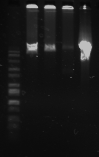 File:15Feb10 Long PCR.tif