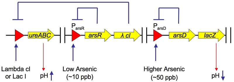 File:Arsenic system.jpg
