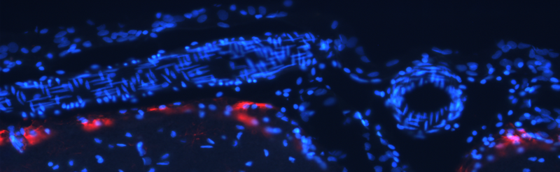 File:DAPI 1.png