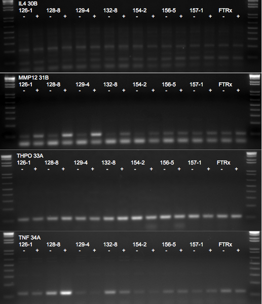 File:KAH 091510 gel2.tif
