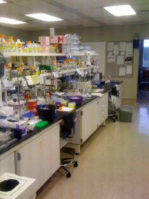 Welcome to the Hebert Lab's OWW website! Coilin and Cajal Bodies