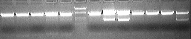 File:PKU 080517 T-pAdh1-lac-SacI-XhoI.tif