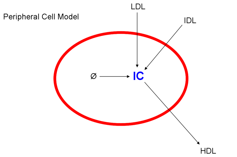 File:Peripheralcellmodel.png