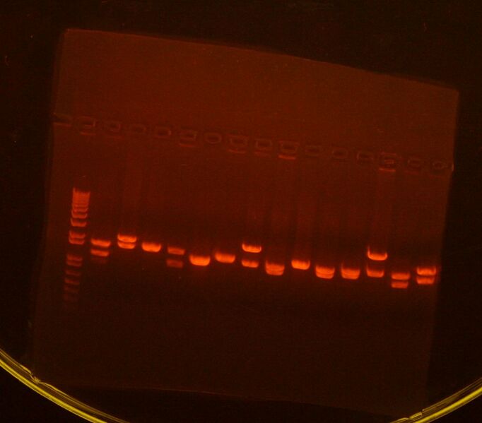 File:RE map unmeth.JPG