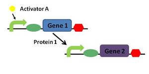 Repressilator Genetic Circuit