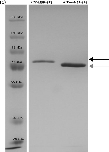 File:Twin ZFPs isolation.png