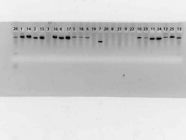 File:04March10 PCR.tif