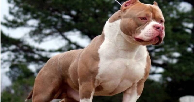 File:BME 100 group6 American-bully-thmbnaile compressed.jpg