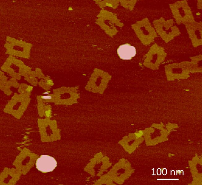 File:BT AFM.jpg
