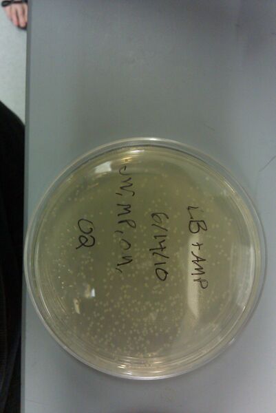 File:Colonies 6-15-10.jpg