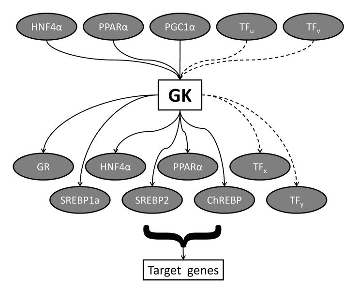 File:Fig1 GK transcriptional network.jpg