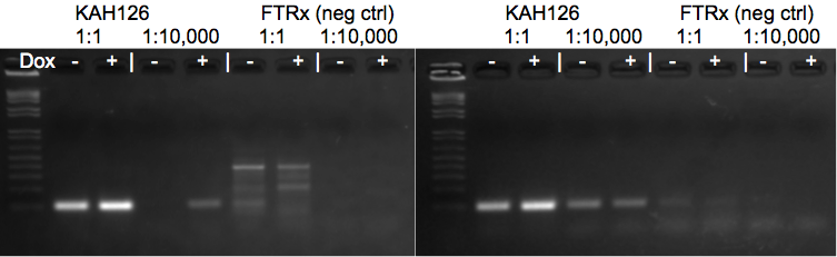 File:KAH 042910 gel1.tif