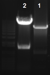 File:KAH 072510 gel2.tif