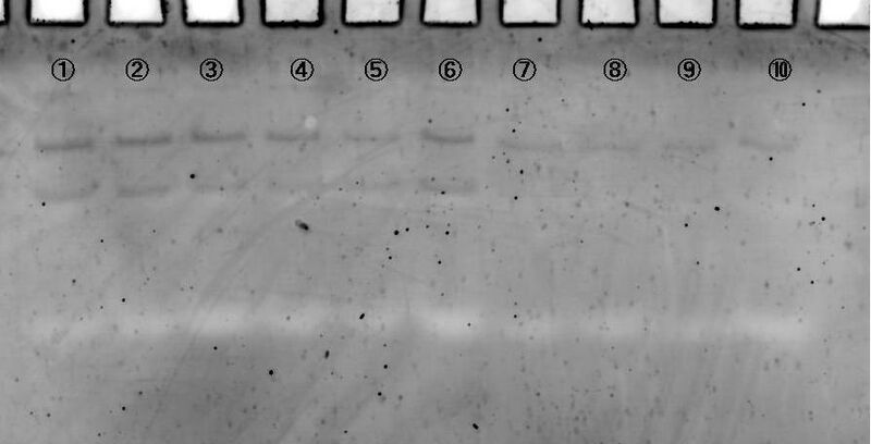 File:Leg cut 1kaime.JPG