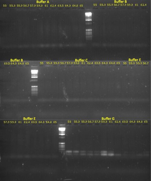 File:20110311 GelFull.jpg