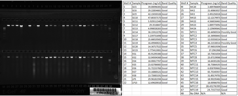 File:8 13 2015 gel.png