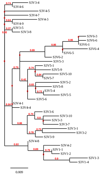 File:CDphylo treesub3.png