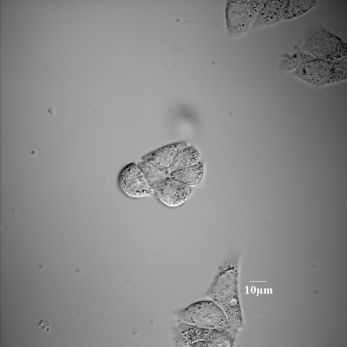 File:ExpresultSection2 4.jpg