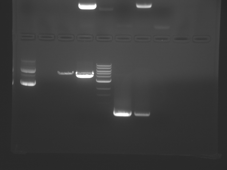 File:F13 M1D3 WF-Whi.jpg