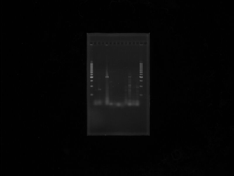 File:Gel Muchasmeuestras.jpg