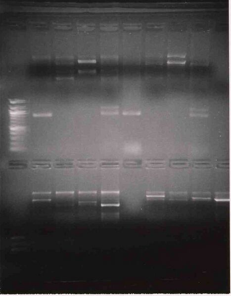 File:Macintosh HD-Users-nkuldell-Desktop-green(top)blue(btm)TR.jpg