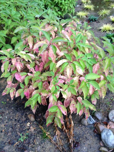 File:Nbonan 12 07 2014 plant2.JPG