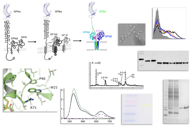 File:RenhaoLiLab CD42pic.png