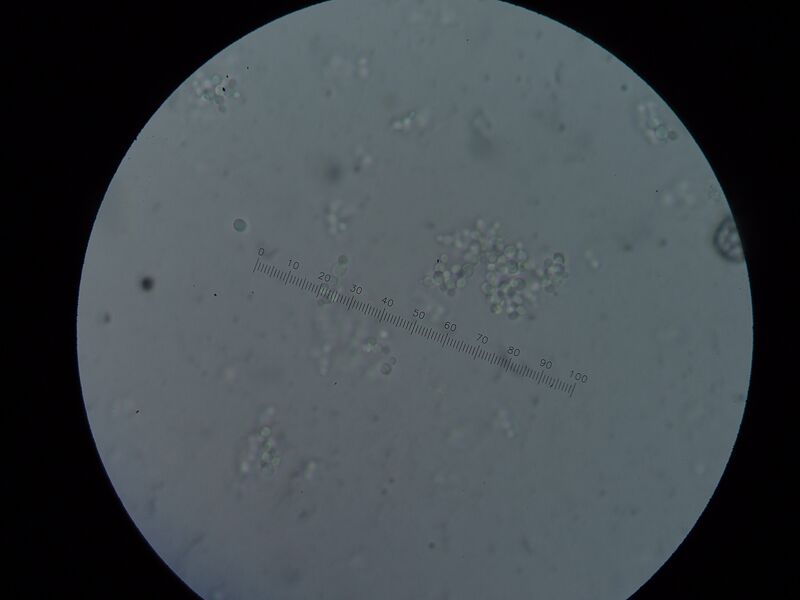 File:SAP B6+L Sat 240710 (+1).JPG