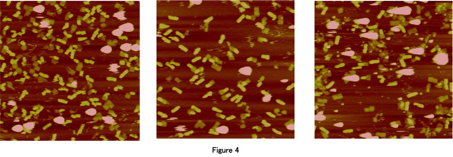 Fig.4 AFM image3