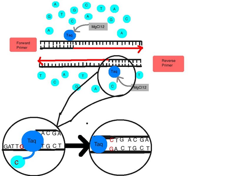 File:BME103 Group15 Taq.jpg