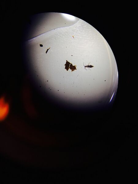 File:IMG 1788 copy.jpeg