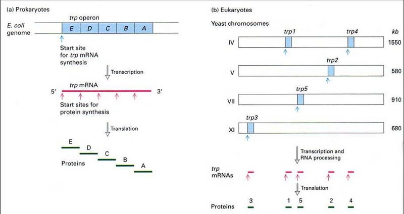 File:Icgems ori1.jpg