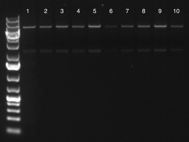 File:KAH102015 gel1.jpg