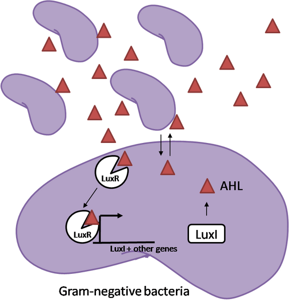 File:Quorum sensing.png