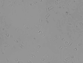Thumbnail for version as of 17:14, 3 September 2008