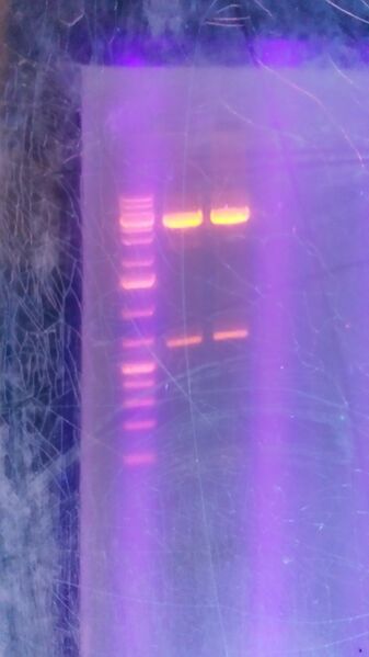 File:2014-04-18 13.13.10.jpg