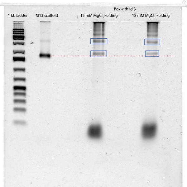 File:Boxes15-18 2--SYBR Gold--labeled.jpg