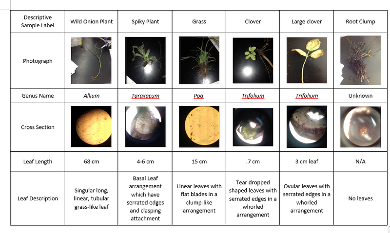 File:Characterizing Monocot and Dicot Plants From Transect 1 by Identifying Their Vascularization 2 html 13332a45.png