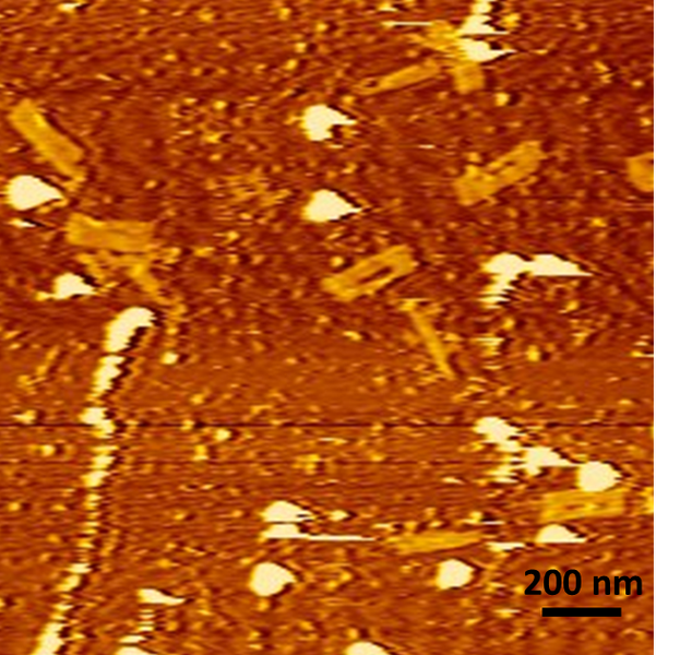 File:Formation of molecular spider.png