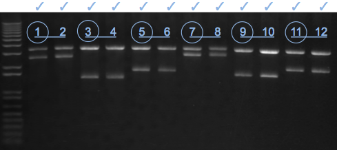 File:KAH 071711 gel1.tif